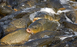 <strong>野生鯉魚與養殖鯉魚有哪些區別？</strong>