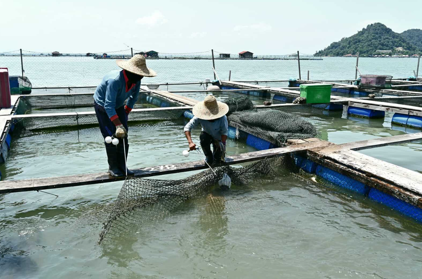 水產養殖中常見的解毒藥品