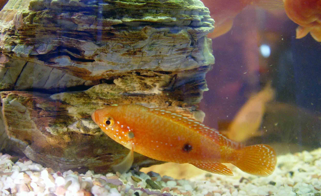 紅寶石魚卵幾天能孵化出來？