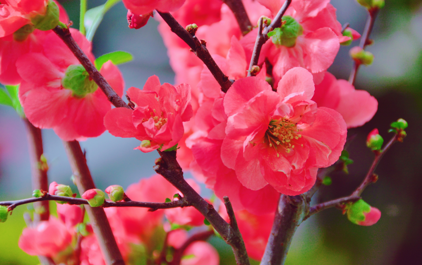 紅梅花怎麼澆水