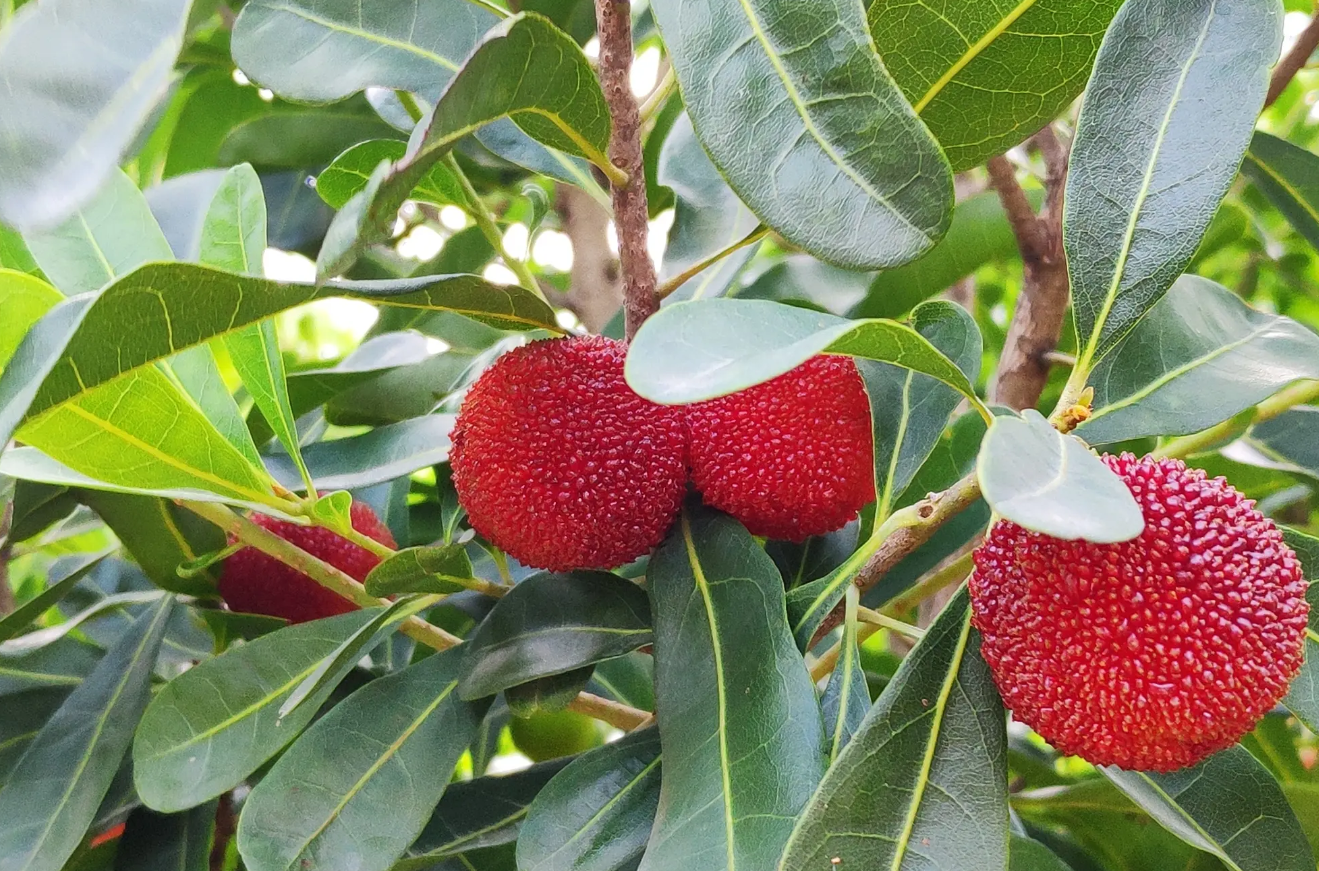 楊梅樹澆水要點介紹