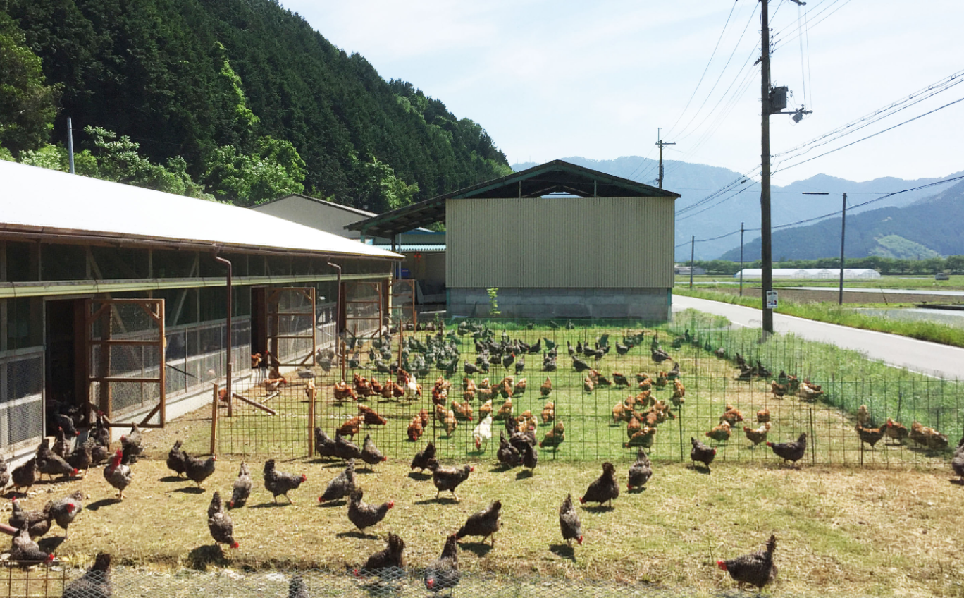 養雞棚怎樣搭建？