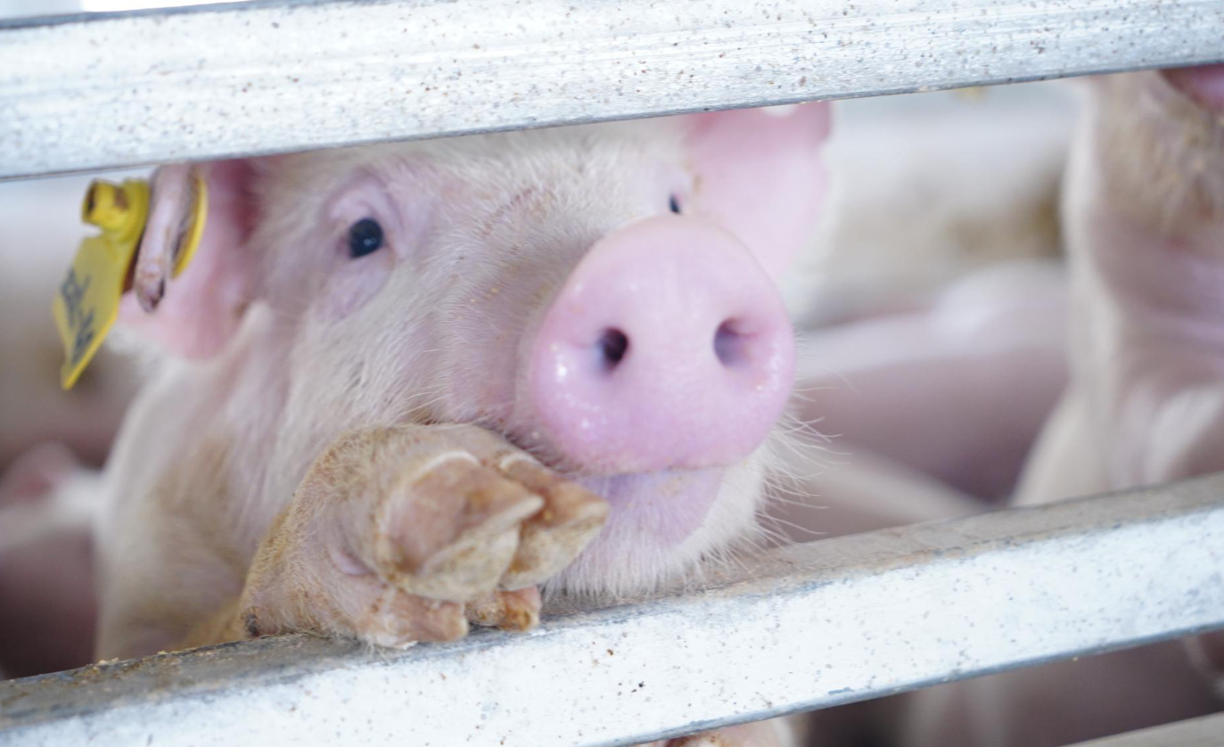 乳豬是什麼豬?需要如何飼養？