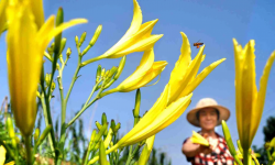 <strong>黃花菜特點和種植技術介紹</strong>