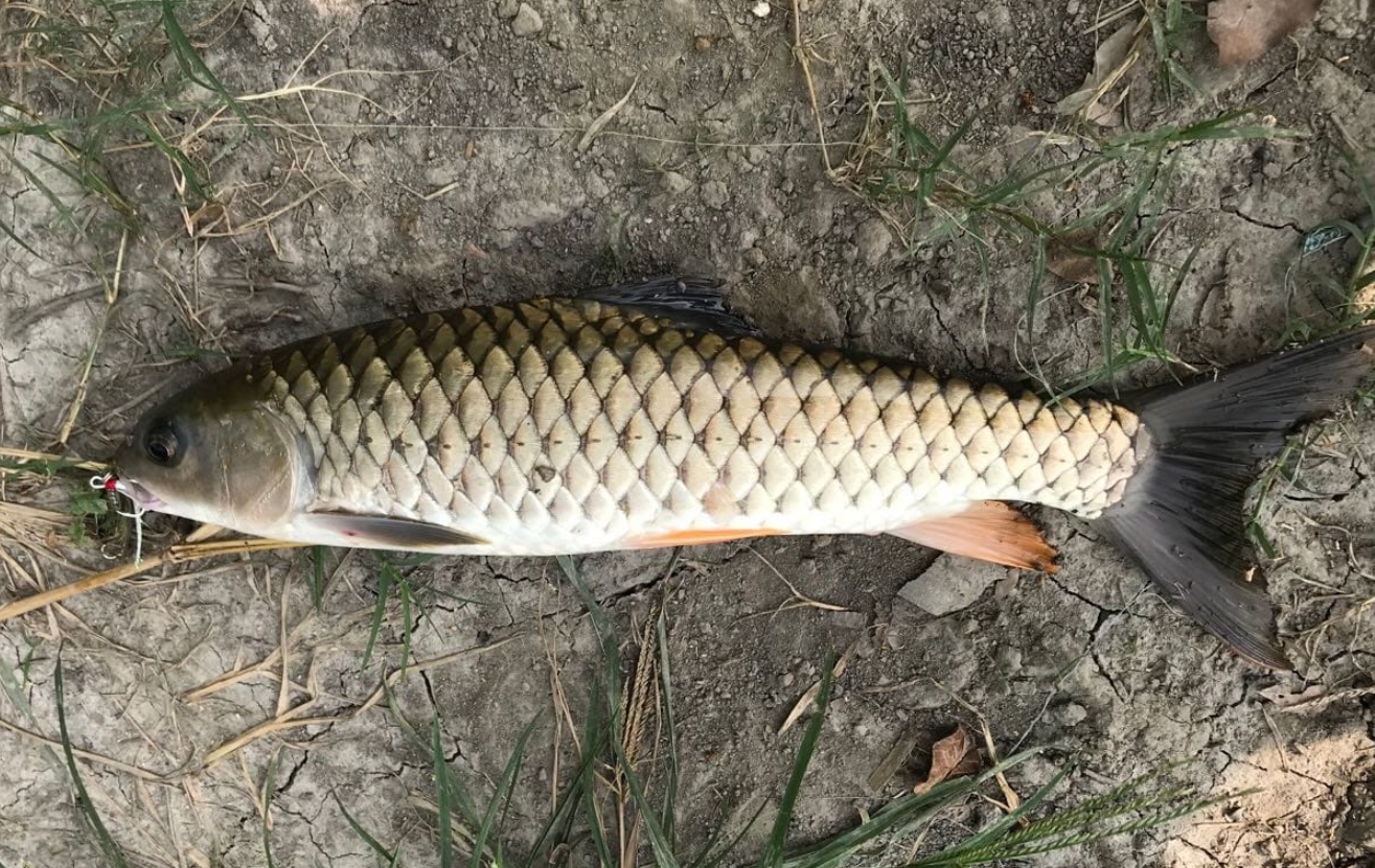 軍魚的養殖條件有哪些？