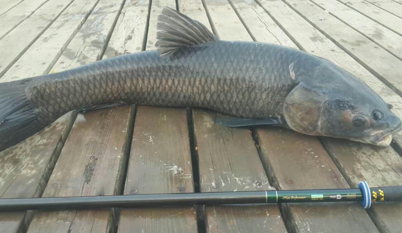 市場為什麼不讓賣青魚？