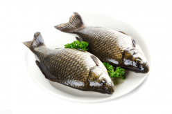 <strong>鯽魚需要怎麼養？</strong>