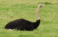 <strong> 鴕鳥養殖要辦什麼證？鴕鳥好養嗎？</strong>