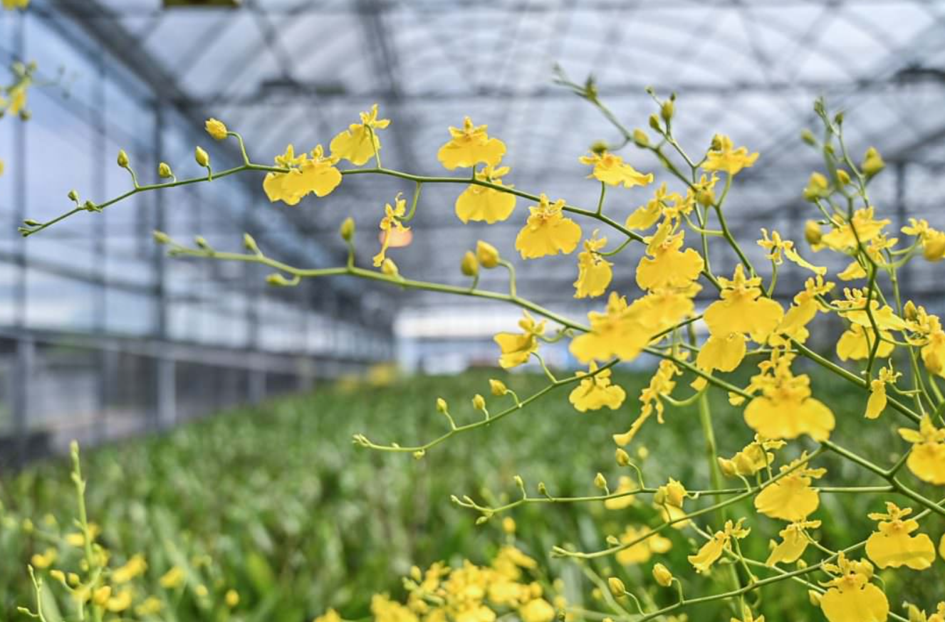 文心蘭抽花劍到開花需要多久？