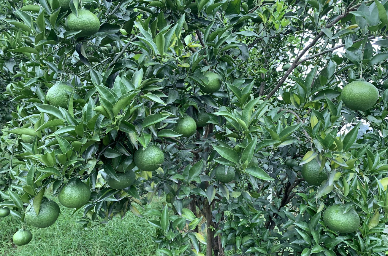 果樹節水灌溉技術講解