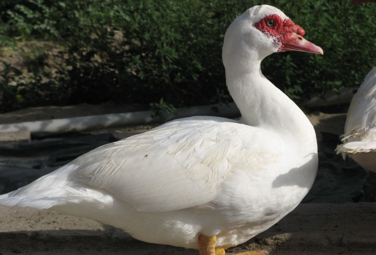 番鴨中雛期和育肥期飼養方法