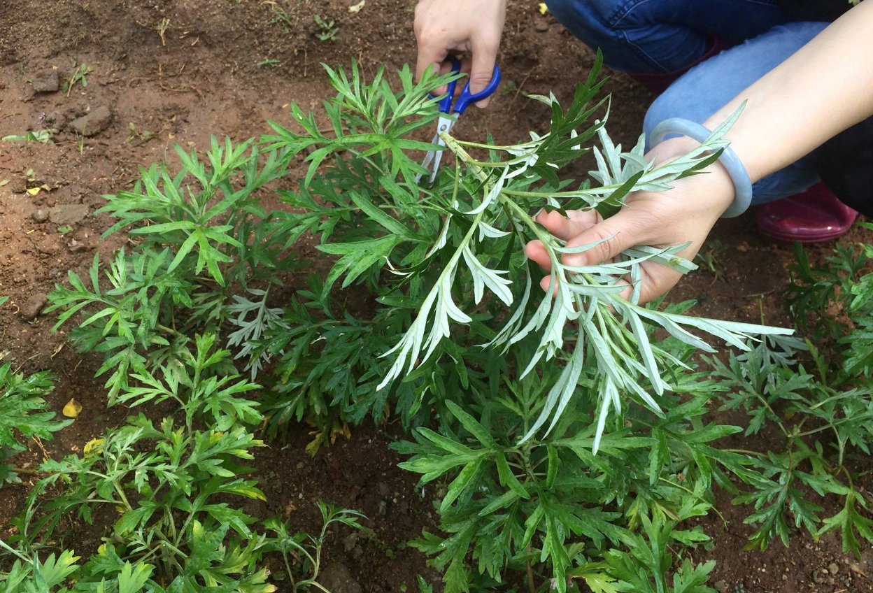 陽台種艾草的驅蚊效果怎麼樣？