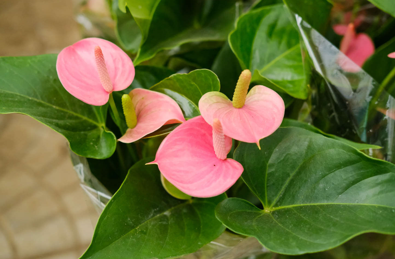 粉掌的花色不粉是什麼原因？