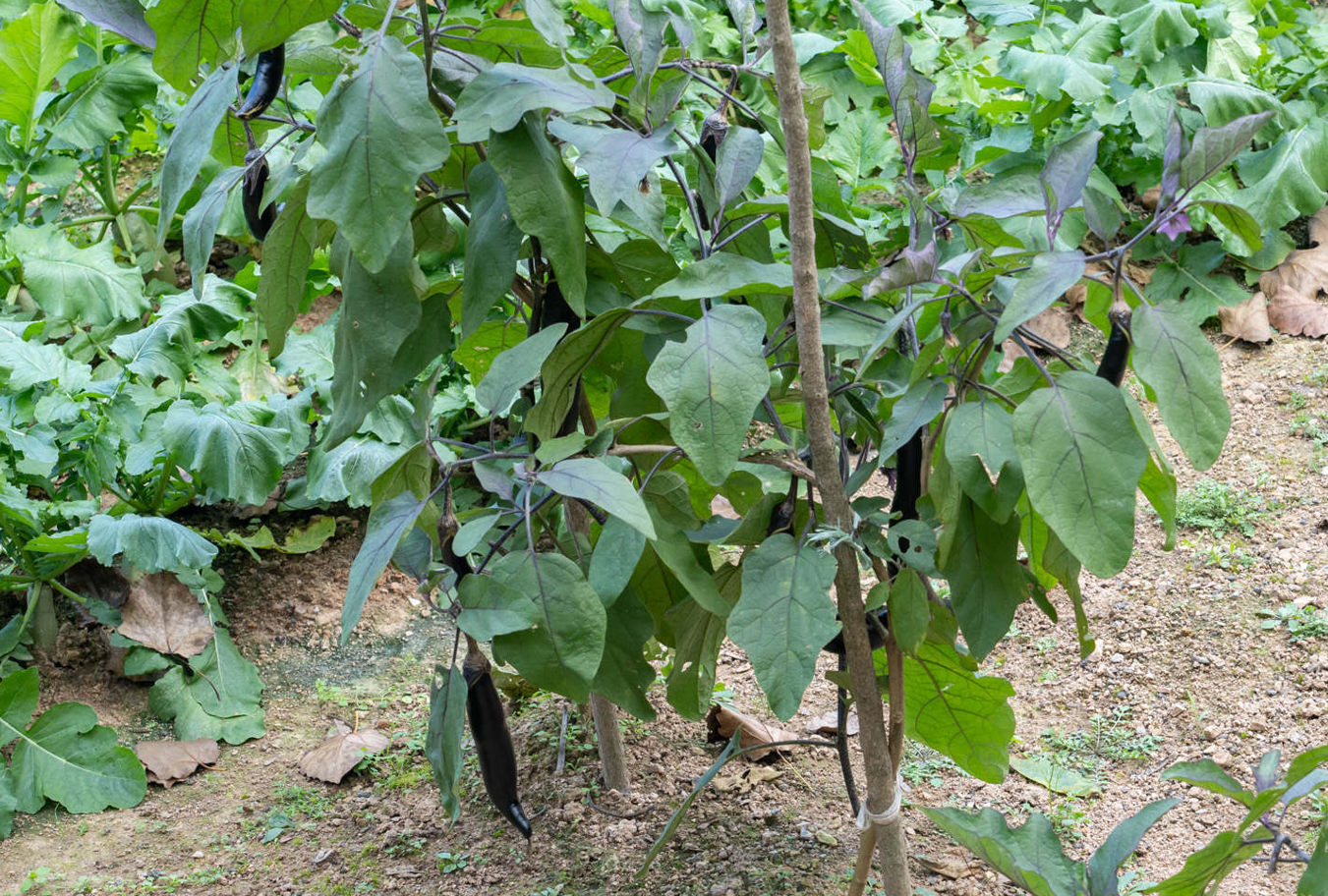 茄子苗不催芽幾天育苗？