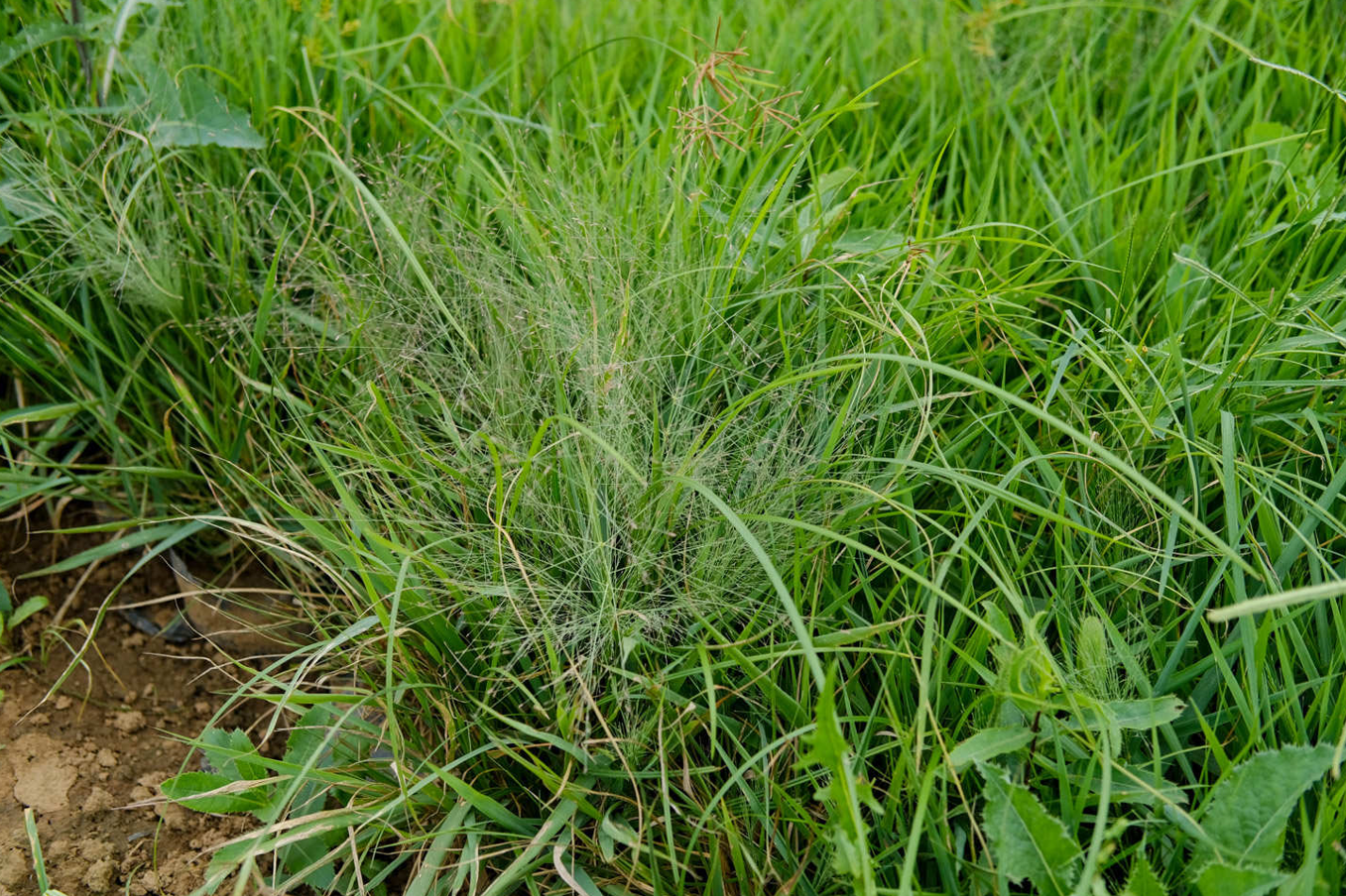 滅根粉除草劑使用方法介紹