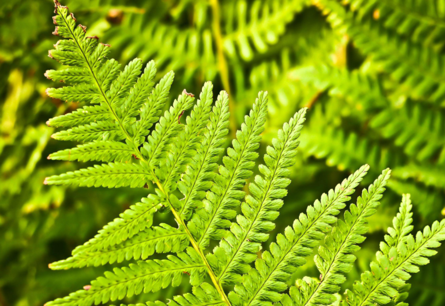 哪些植物不需要陽光？這些植物有哪些特征？