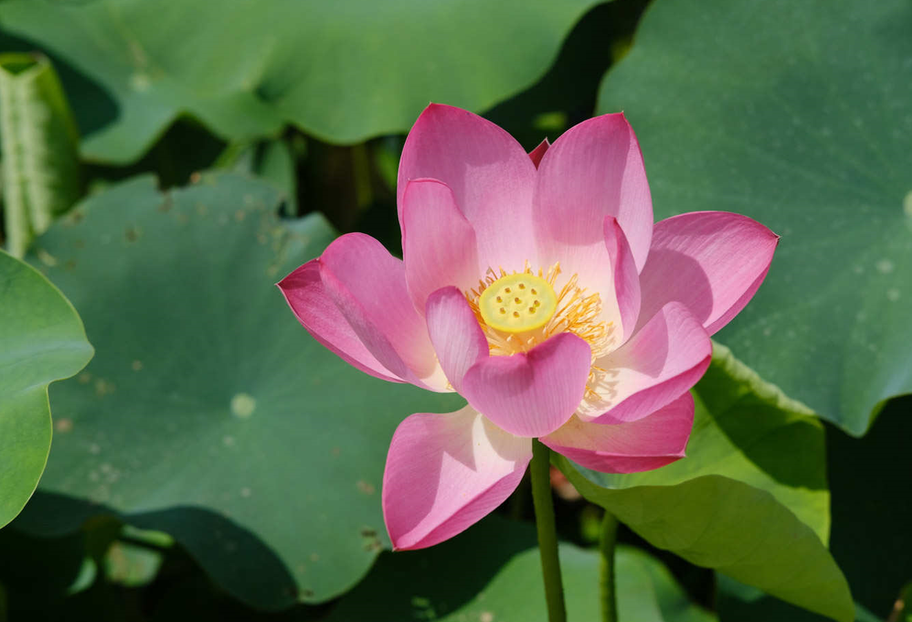 我國種植蓮花曆史介紹？蓮花有哪些寓意？