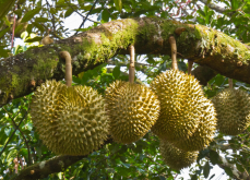 <b>榴蓮的特點和種植技巧介紹</b>