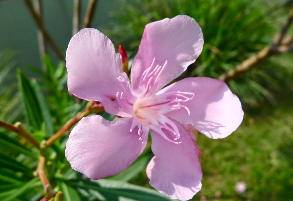 夾竹桃是一年四季都能開花嗎？室內栽培需要哪些條件？