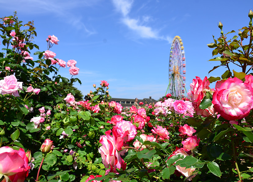 薔薇可以種在家裏嗎？ 薔薇的種植方法介紹