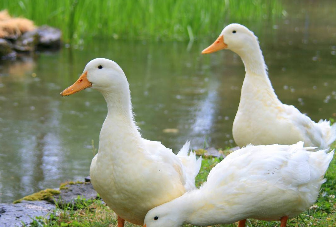 室內養鴨子有什麼危害？