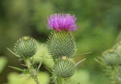 <strong>荊棘是什麼植物？荊棘的特點和生長環境介紹</strong>