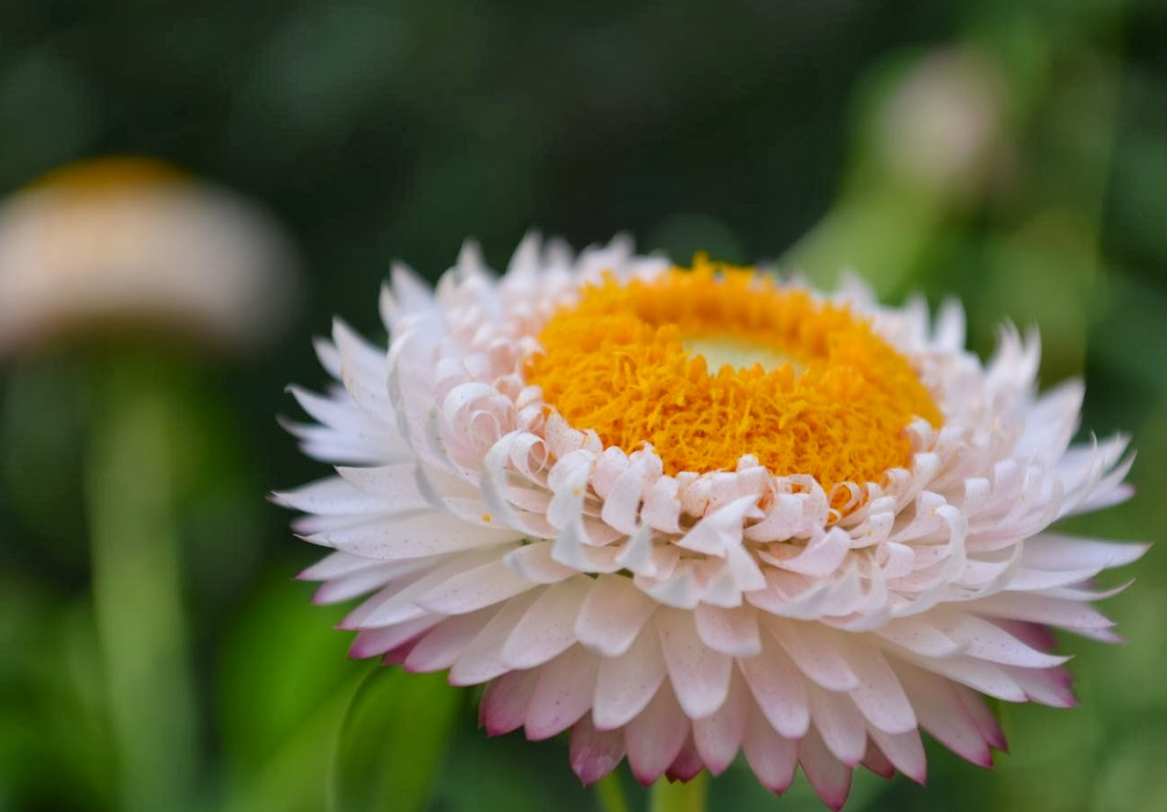 麥稈菊一年開幾次花？