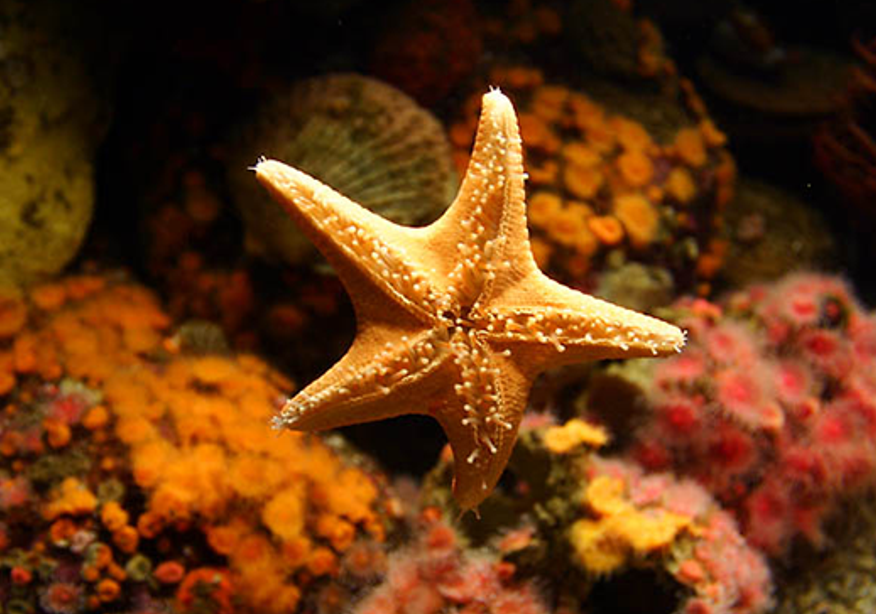 海星是動物還是植物？海星的生物特征介紹