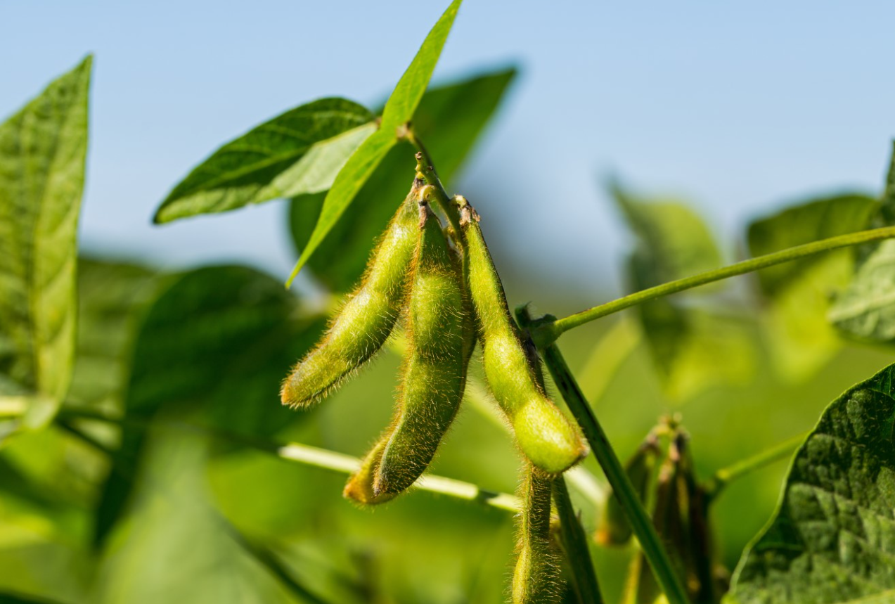 大豆菌核病的發病規律和防治介紹