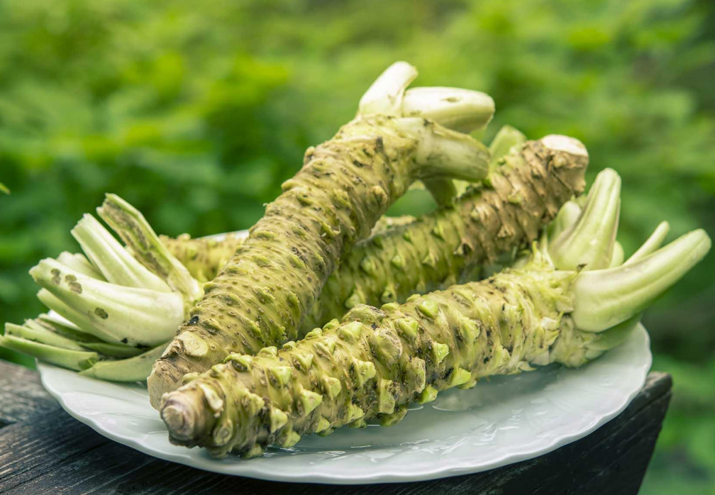 山葵如何種植？山葵的經濟價值和營養價值介紹