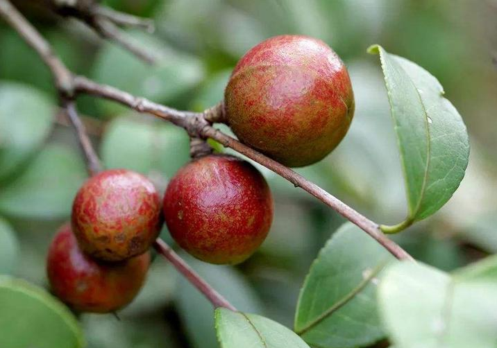 種植油茶樹的前景如何？油茶樹的種植方法介紹