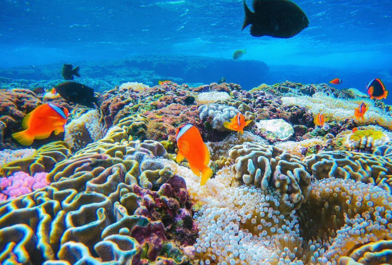 珊瑚礁對於海洋生物圈的重要意義，目前人類活動對珊瑚礁的影響