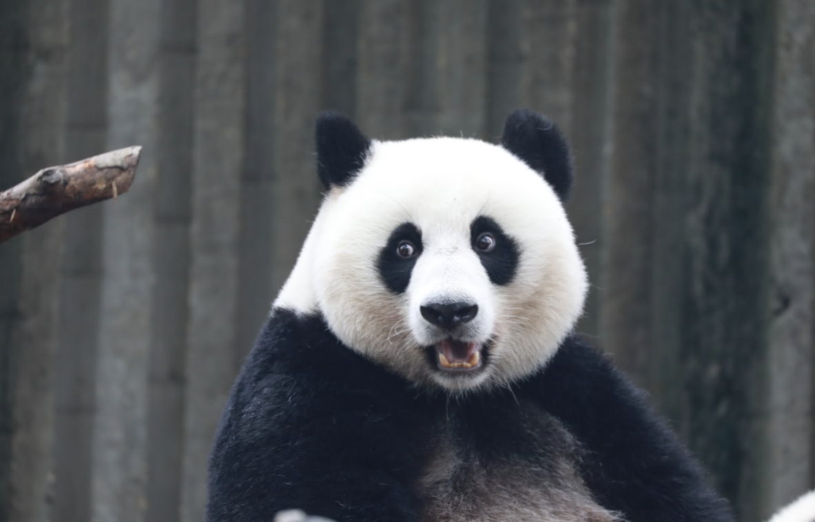 我國有哪些瀕臨滅絕的動物？這些物種的生態意義和保護措施介紹