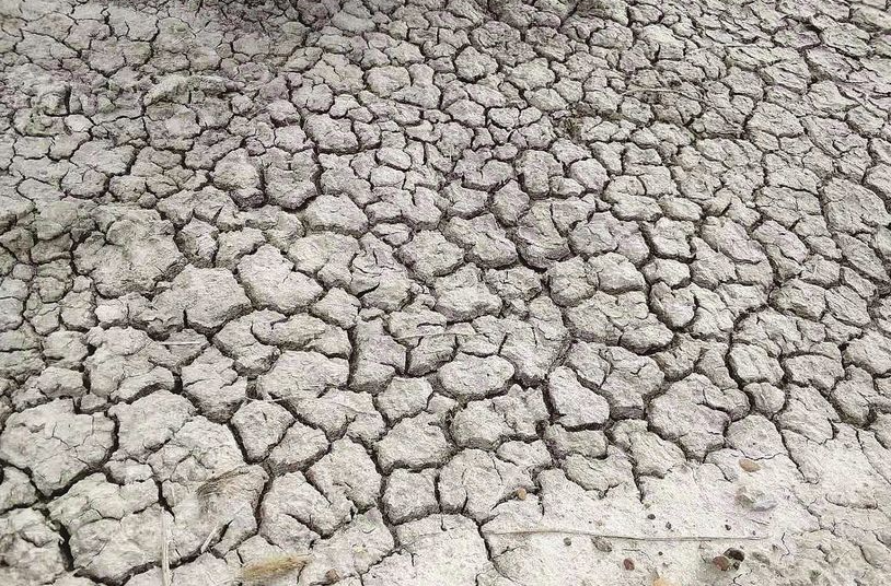 重度鹽堿地為什麼難以發展農業？哪些植物和農作物可以在重度鹽堿地上生長？