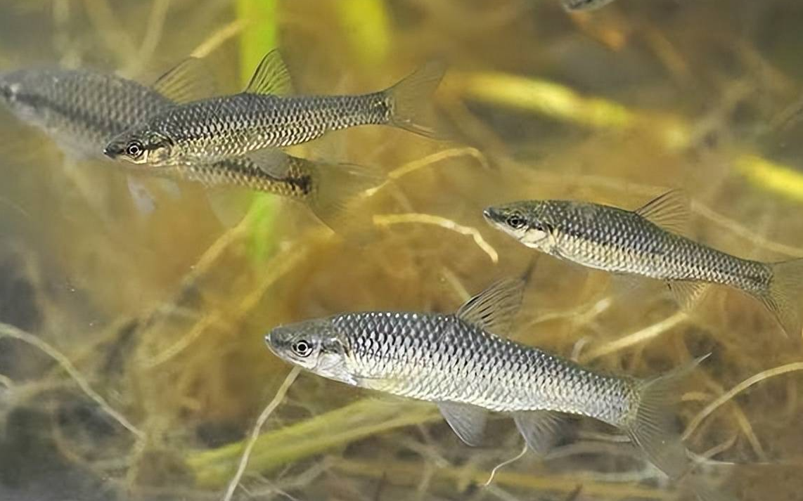 麥穗魚怕什麼種類的魚?