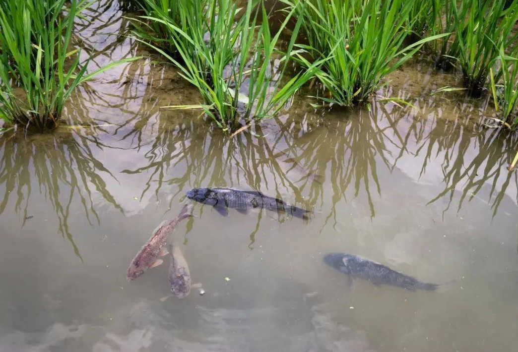 什麼叫稻田養魚？這種方式有什麼優點？