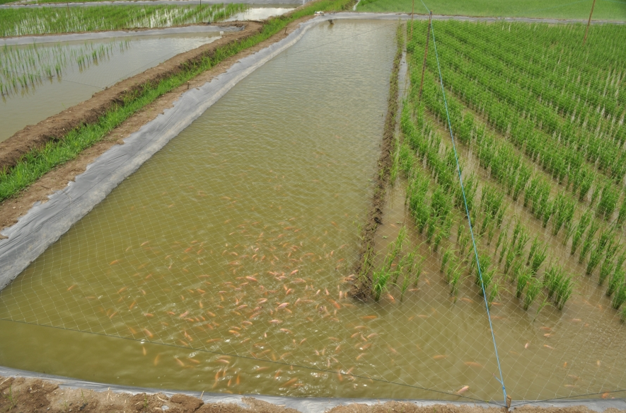 什麼叫稻田養魚？這種方式有什麼優點？