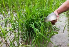 <strong>稻田養魚的發展概況怎麼樣？經濟效益如何？</strong>