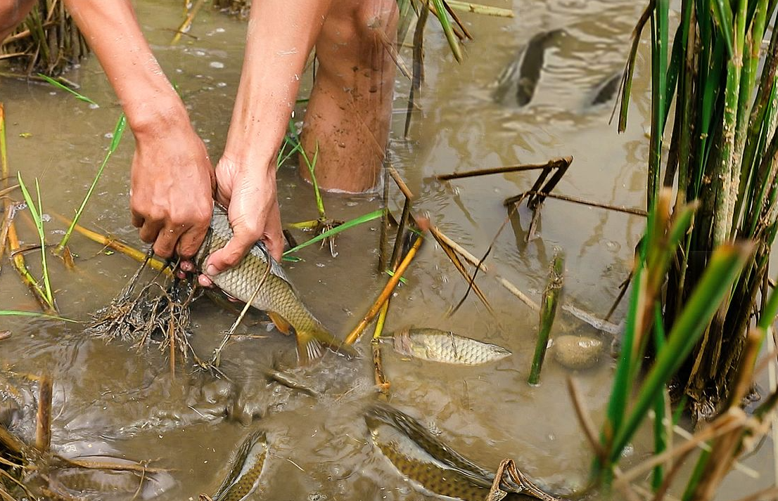 稻田養魚的發展概況怎麼樣？經濟效益如何？