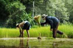 <strong>中國稻田養魚有多久曆史？養殖經驗是否豐富？</strong>