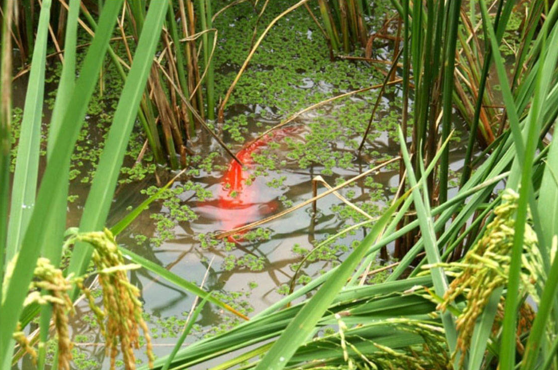 中國稻田養魚有多久曆史？養殖經驗是否豐富？