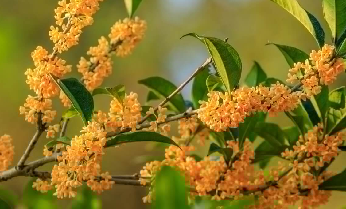 桂花如何種植？對環境有什麼要求？