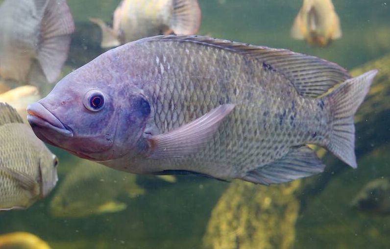 羅非魚的飼料飼料配方和植物性食物需要是什麼？