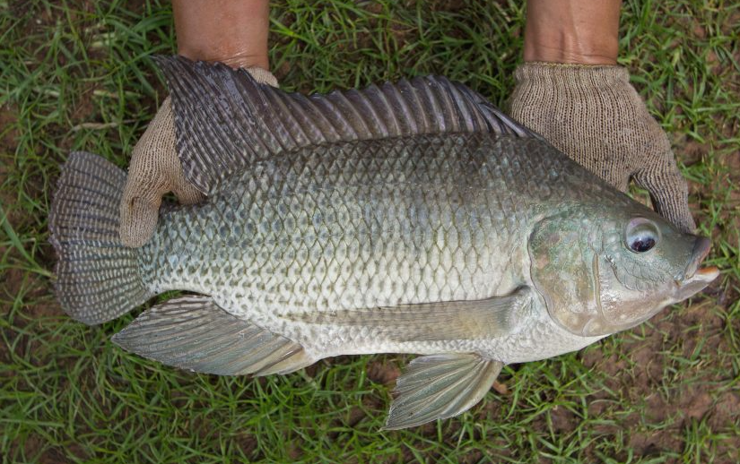 羅非魚的飼料飼料配方和植物性食物需要是什麼？