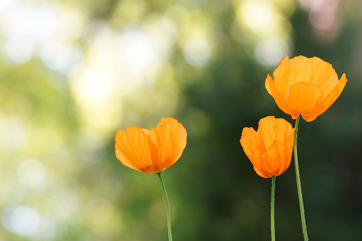 室內花卉有哪些益處？為什麼說室內花卉有益於人體健康？