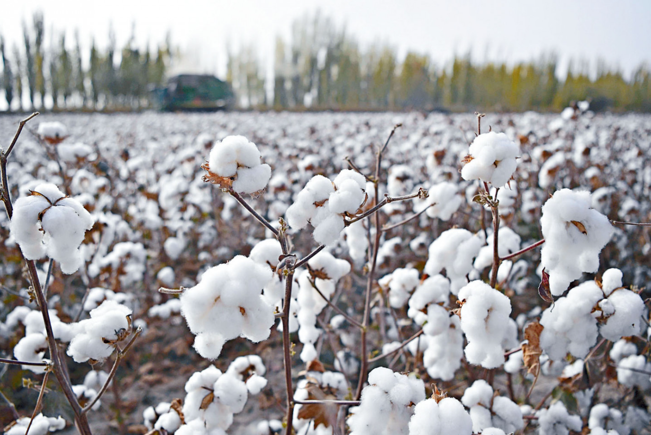 中國的棉花生產現狀和政策支持