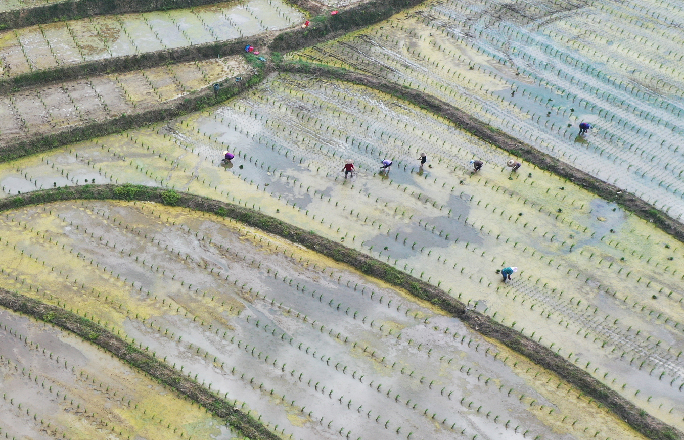 稻田養魚指什麼？稻田養魚有哪些好處？