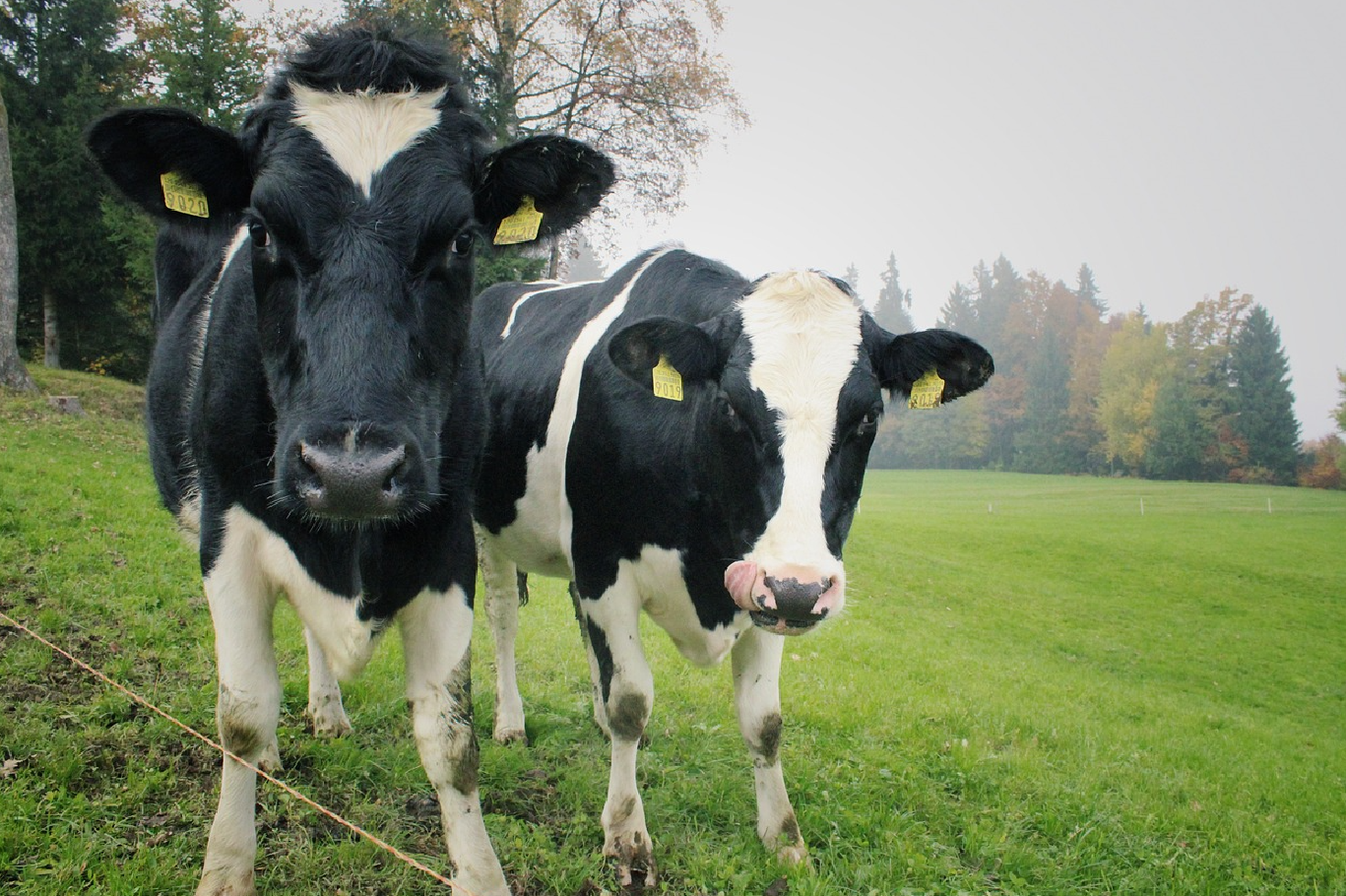 如何製定奶牛的飼草飼料計劃？