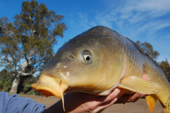 <strong>鯉魚常見病害防治方法有哪些？</strong>