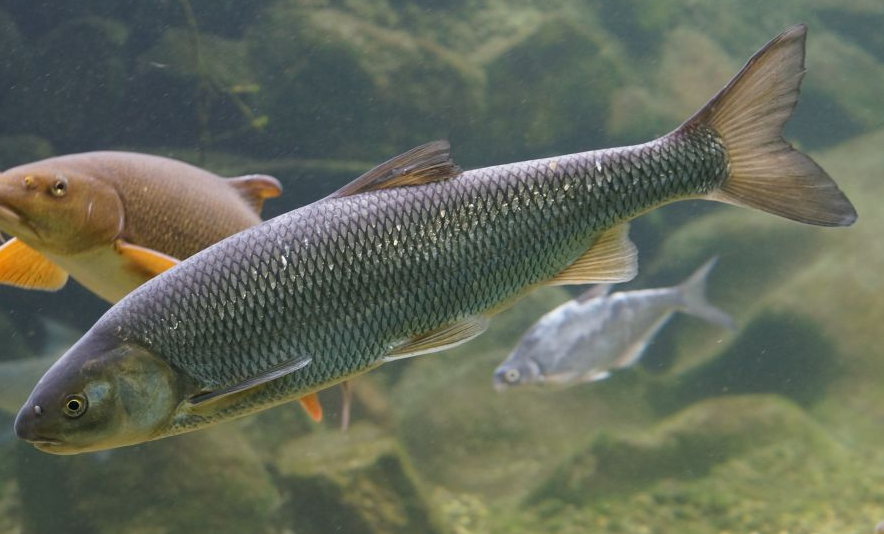 鯪魚有什麼樣的生活習性 ？形態特征怎樣？